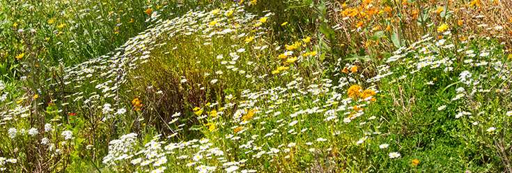 Ordenanzas y reglamento