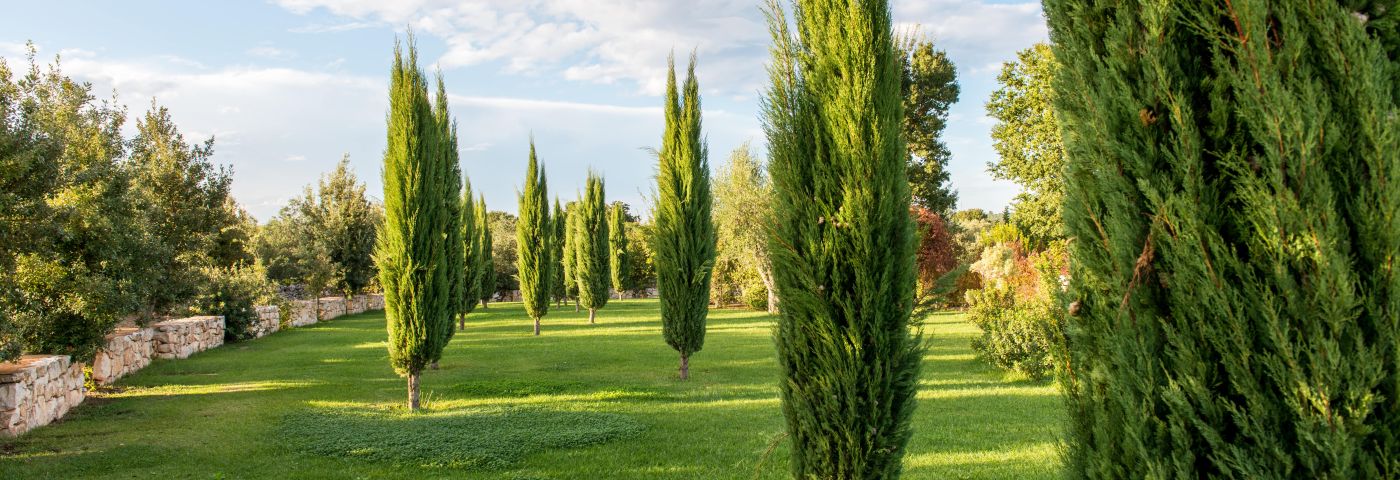 significado cirpeses cementerio