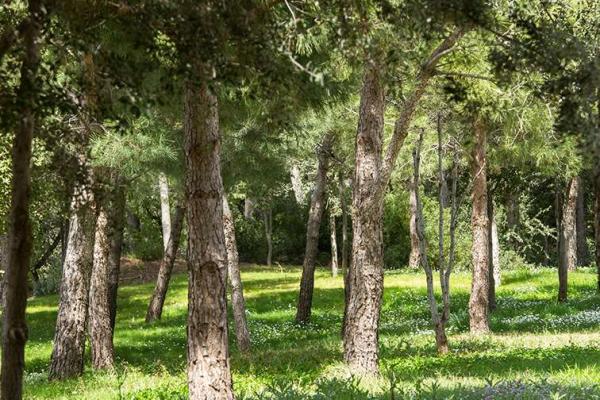 Cementiri Natural Roques Blanques