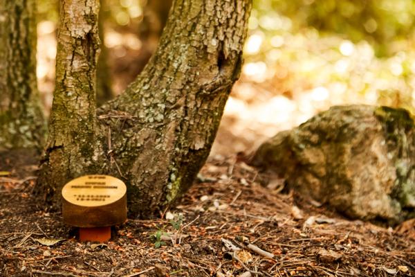 Árbol familiar en Cementerio Comarcal de Roques Blanques - Sepultura para ceniza