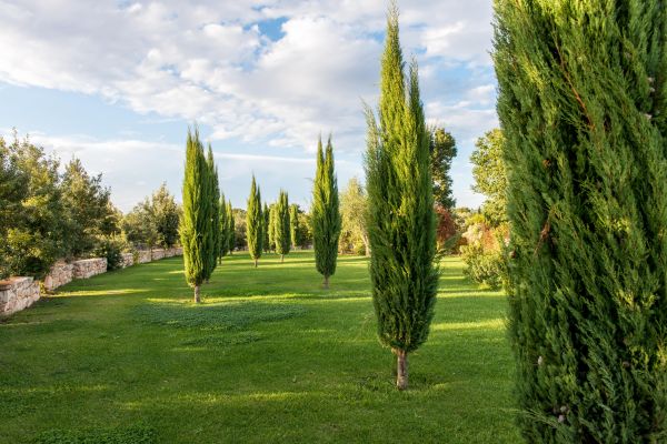 significado cirpeses cementerio